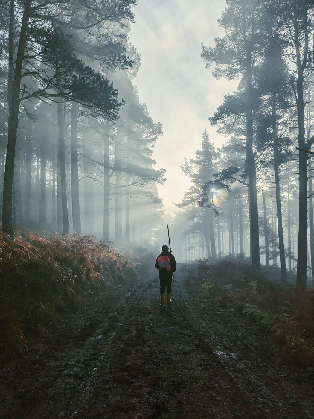A figure walking away down a misty pine forest track, early morning light breaking through the trees.