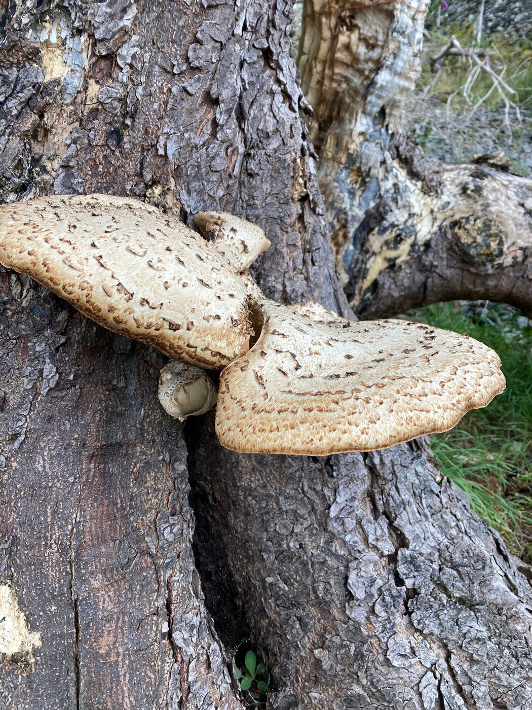 Polyporus squamosus (dryad's saddle) bracket fungus growing from a trunk wound.